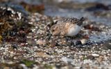 Sanderling (Calidris alba)