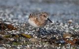 Sanderling (Calidris alba)