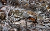 Dunlin (Calidris alpina)