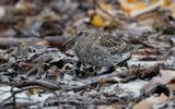 Purple sandpiper (Calidris maritima)