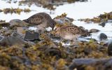 Pectoral sandpiper (Calidris melanotos)