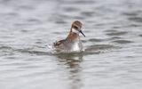 Red-necked phalarope (Phalaropus lobatus)
