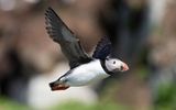 Atlantic puffin (Fratercula arctica)