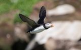 Atlantic puffin (Fratercula arctica)