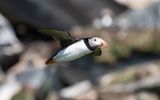 Atlantic puffin (Fratercula arctica)