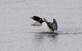 White-billed diver (Gavia adamsii)
