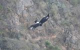 Verreauxs eagle (Aquila verreauxii)