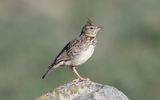 Theklas lark (Galerida theklae)