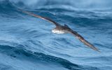 Persian shearwater (Puffinus persicus)