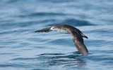 Persian shearwater (Puffinus persicus)