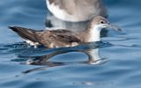 Persian shearwater (Puffinus persicus)