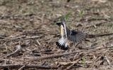 Siberian stonechat (Caspian) (Saxicola maurus hemprichii)