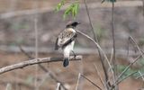 Siberian stonechat (Caspian) (Saxicola maurus hemprichii)