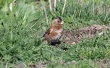 Asian crimson-winged finch (Rhodopechys sanguineus)