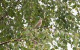 Booted warbler (Iduna caligata)