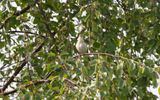 Booted warbler (Iduna caligata)
