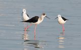 Black-winged stilt (Himantopus himantopus)