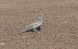Greater hoopoe-lark (Alaemon alaudipes)