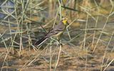 Citrine wagtail (Motacilla citreola)