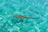 Blacktip reef shark