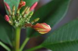 Plumeria