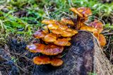 052A9575_stack.jpg