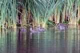 052A5901-Enhanced-NR.jpg