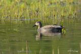 Gadwall (Anas strepera)