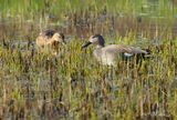Gadwall (Anas strepera)