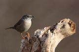 Sardinian warbler (Sylvia melanocephala)