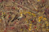 Fieldfare (Turdus pilaris) 