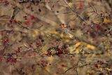Fieldfare (Turdus pilaris) 