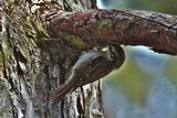 Common tree creeper (Certhia familiaris)