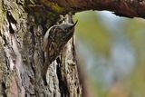 Common tree creeper (Certhia familiaris)