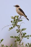 western black-eared wheatear (Oenanthe hispanica)