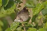 Common bulbul (Pycnonotus barbatus) 