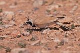 Temmincks Lark (Eremophila bilopha)