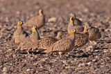 Crowned sandgrouse (Pterocles coronatus)