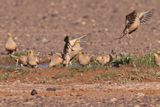 spotted sandgrouse (Pterocles senegallus)