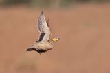 spotted sandgrouse (Pterocles senegallus)