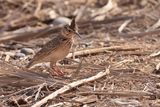 Maghreb crested lark (Galerida macrorhyncha)