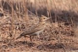 Maghreb crested lark (Galerida macrorhyncha)