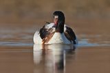 shelduck (Tadorna tadorna)