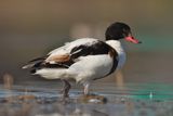 shelduck (Tadorna tadorna)
