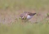 Temminks stint (Calidris temminckii)