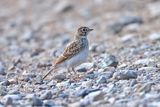 Lesser short-toed lark (Calandrella rufescens)