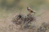 Calandra lark (Melanocorypha calandra)