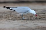 Audouins gull (Ichthyaetus audouinii)