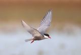 Whiskered Tern (Chlidonias hybrida)