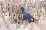 western swamphen (Porphyrio porphyrio)